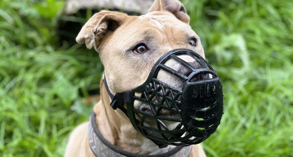 Kampfhund