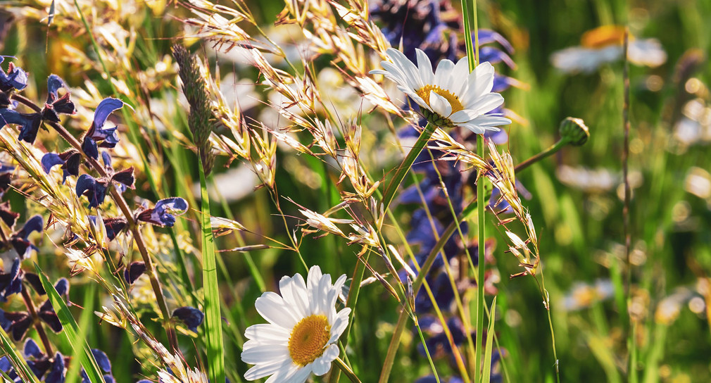 Blumen in einem Getreidefeld.