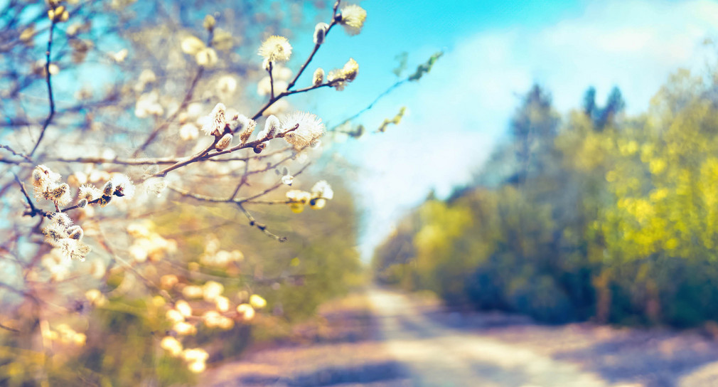 Frühlingsszene mit Waldweg